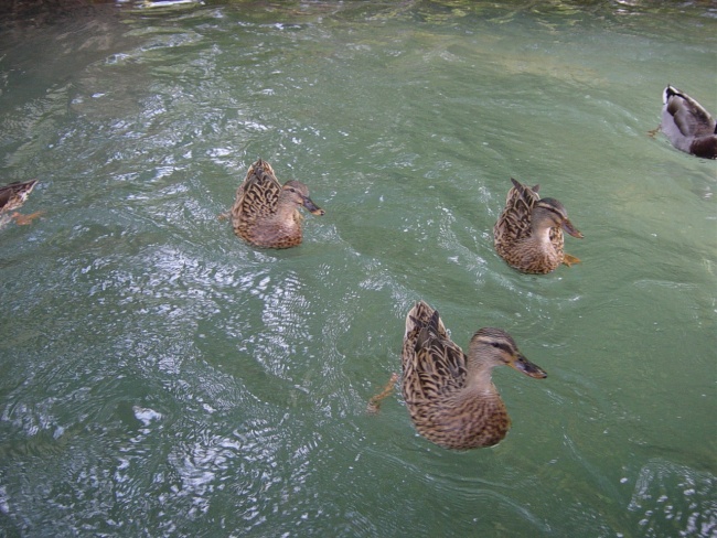Europapark 2010 (16)