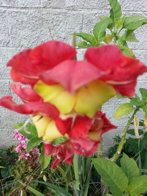 Randonnee_Pedestre_2015 (35)