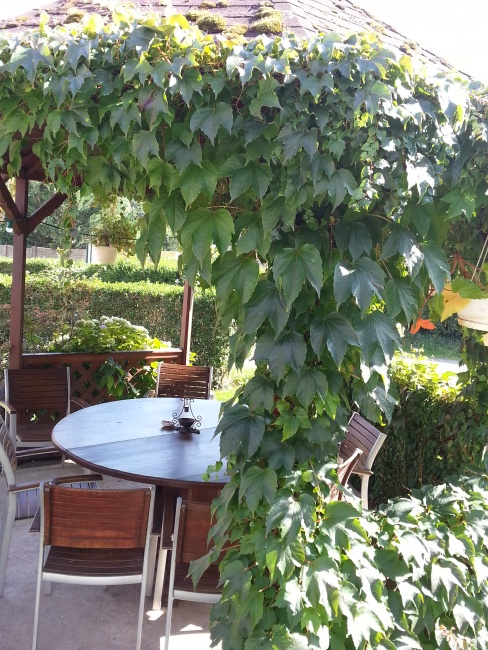 Randonnee_Pedestre_2015 (37)