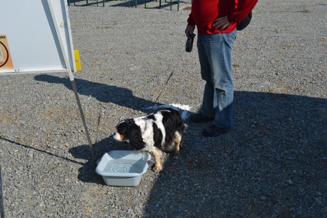Marche populaire 2013 (106)